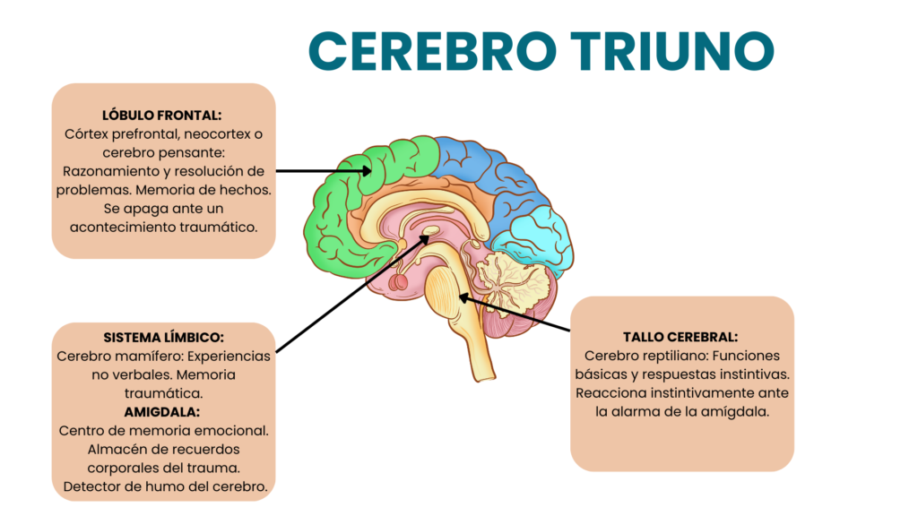 Disparadores emocionales. Cerebro triuno